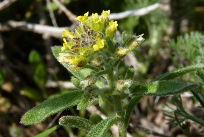 Közönséges terje - Alyssum alyssoides, Alyssum alyssoides, etnobotanika